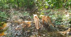 Frey and Naoki can now safely go for jungle walks