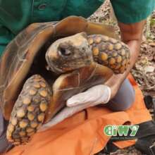 Yellow-footed tortoise, saved and released