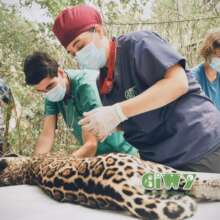 Baby jaguar was treated for severe dehydration
