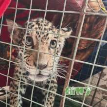 Jaguarcito rescatado de los incendios