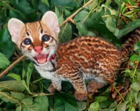 This baby ocelot arrived at Ambue Ari on Jan 1