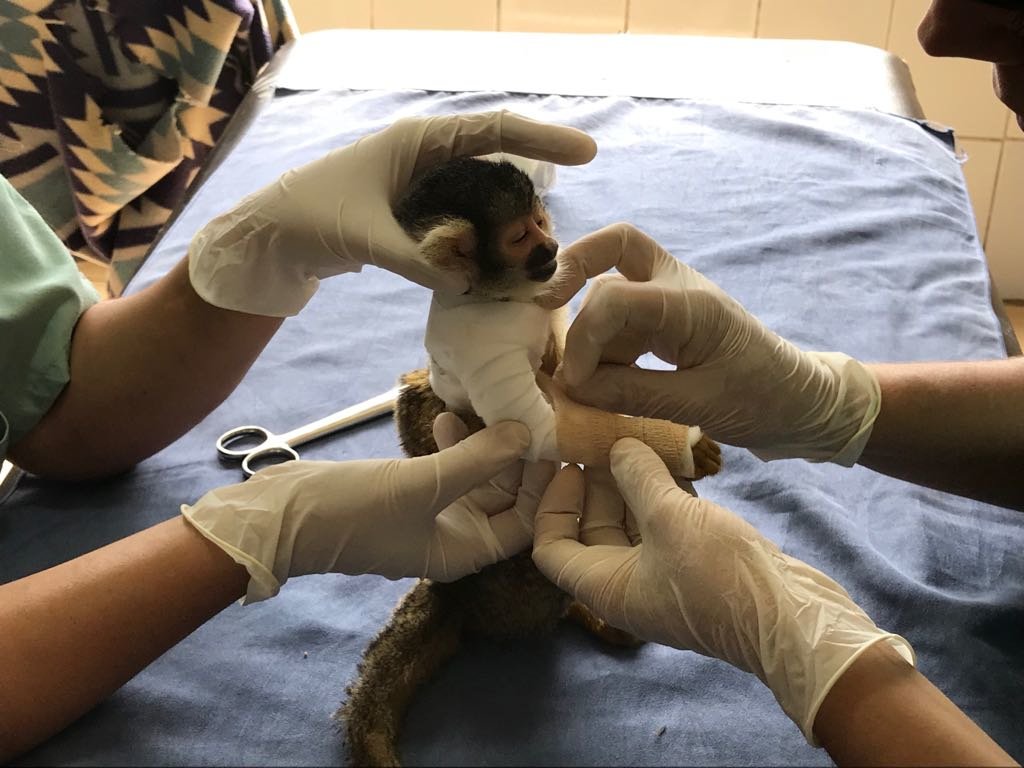 Rescue Orphaned & Injured Animals in the Amazon