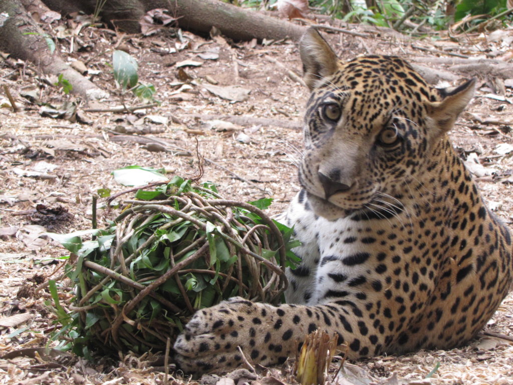 Rescue Orphaned & Injured Animals in the Amazon