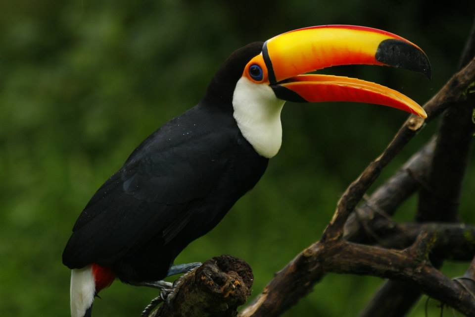 Rescue Orphaned & Injured Animals in the Amazon