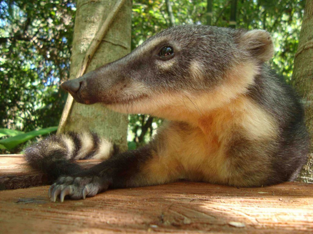 Rescue Orphaned & Injured Animals in the Amazon