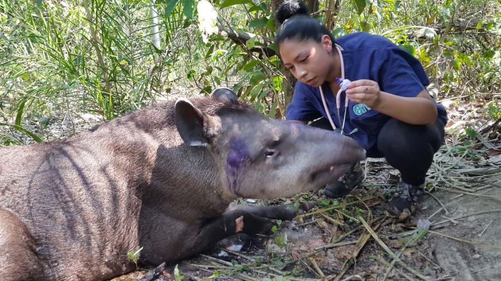 Rescue Orphaned & Injured Animals in the Amazon