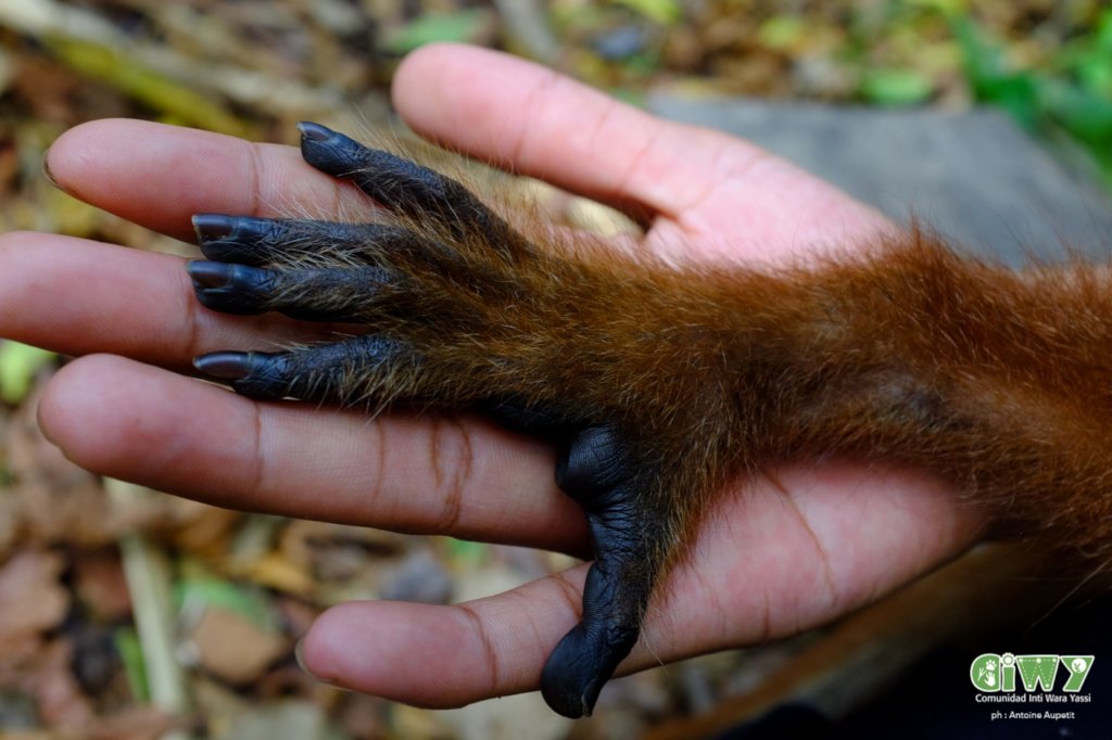 Rescue Orphaned & Injured Animals in the Amazon