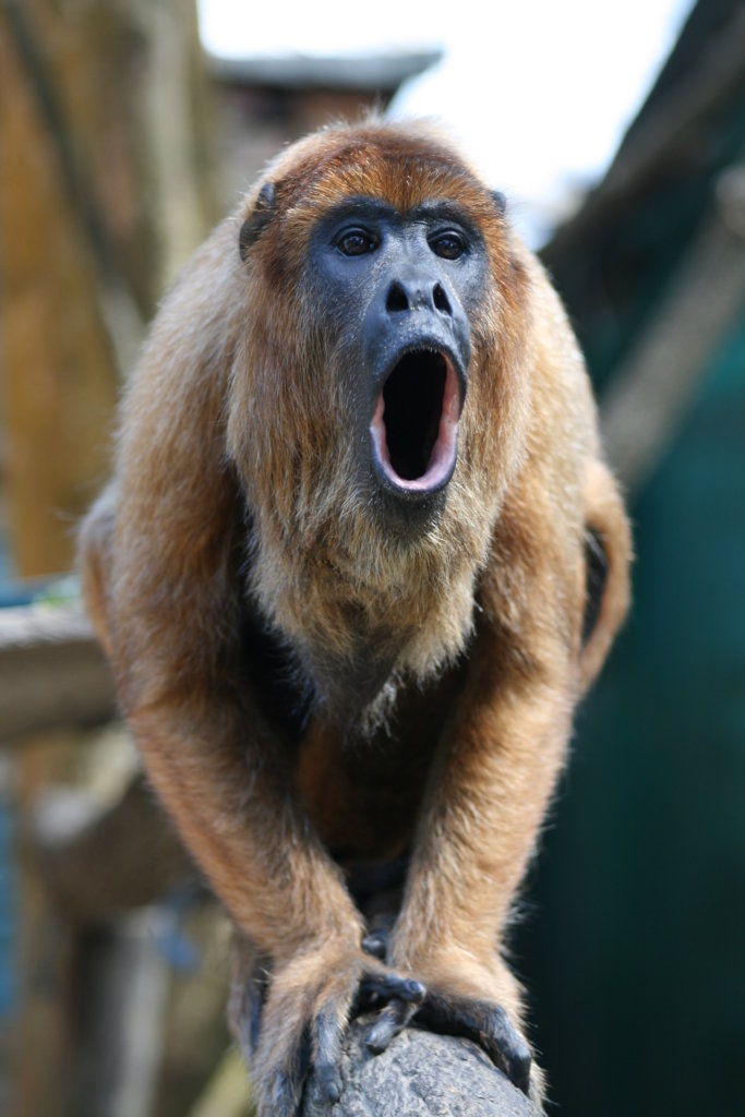 Rescue Orphaned & Injured Animals in the Amazon