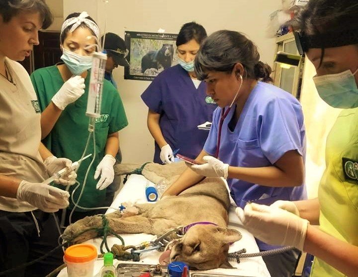 Rescue Orphaned & Injured Animals in the Amazon