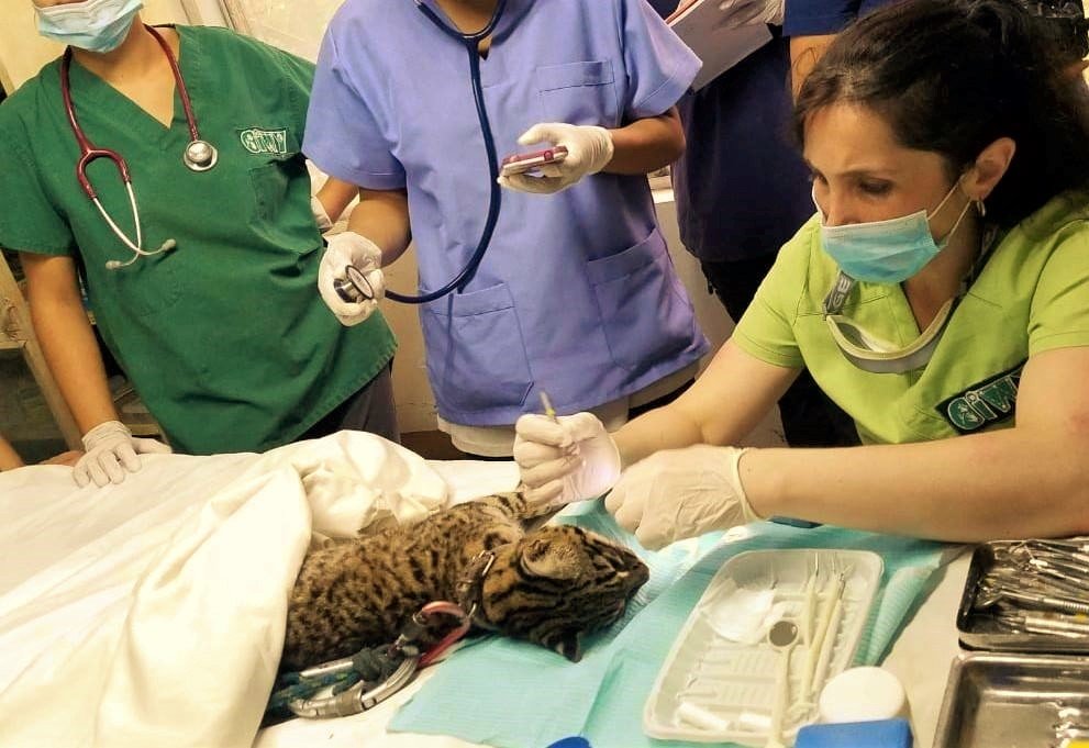 Rescue Orphaned & Injured Animals in the Amazon