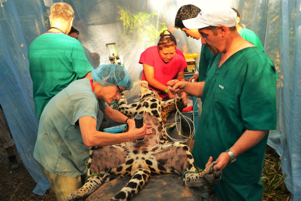 Rescue Orphaned & Injured Animals in the Amazon