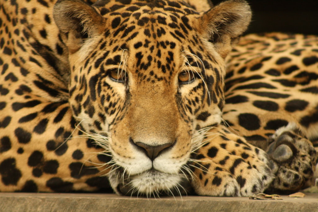 Rescue Orphaned & Injured Animals in the Amazon