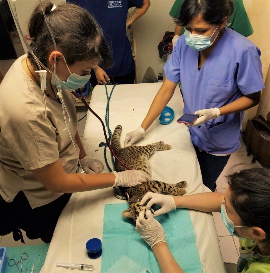 Rescue Orphaned & Injured Animals in the Amazon