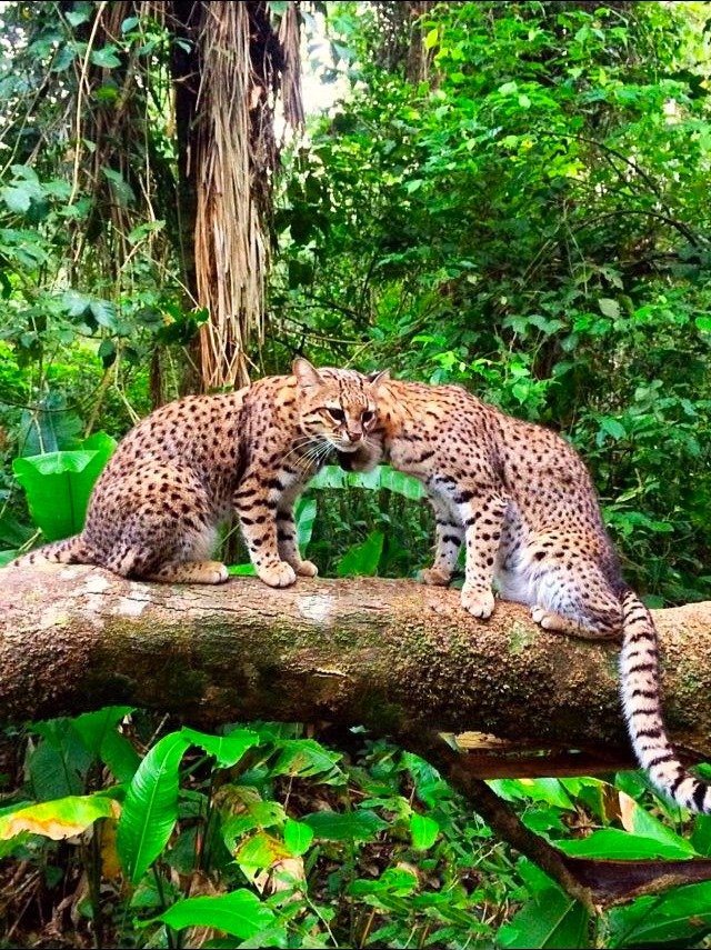 Rescue Orphaned & Injured Animals in the Amazon