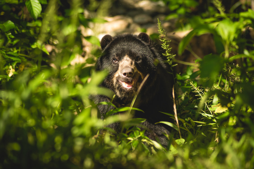 Rescue Orphaned & Injured Animals in the Amazon