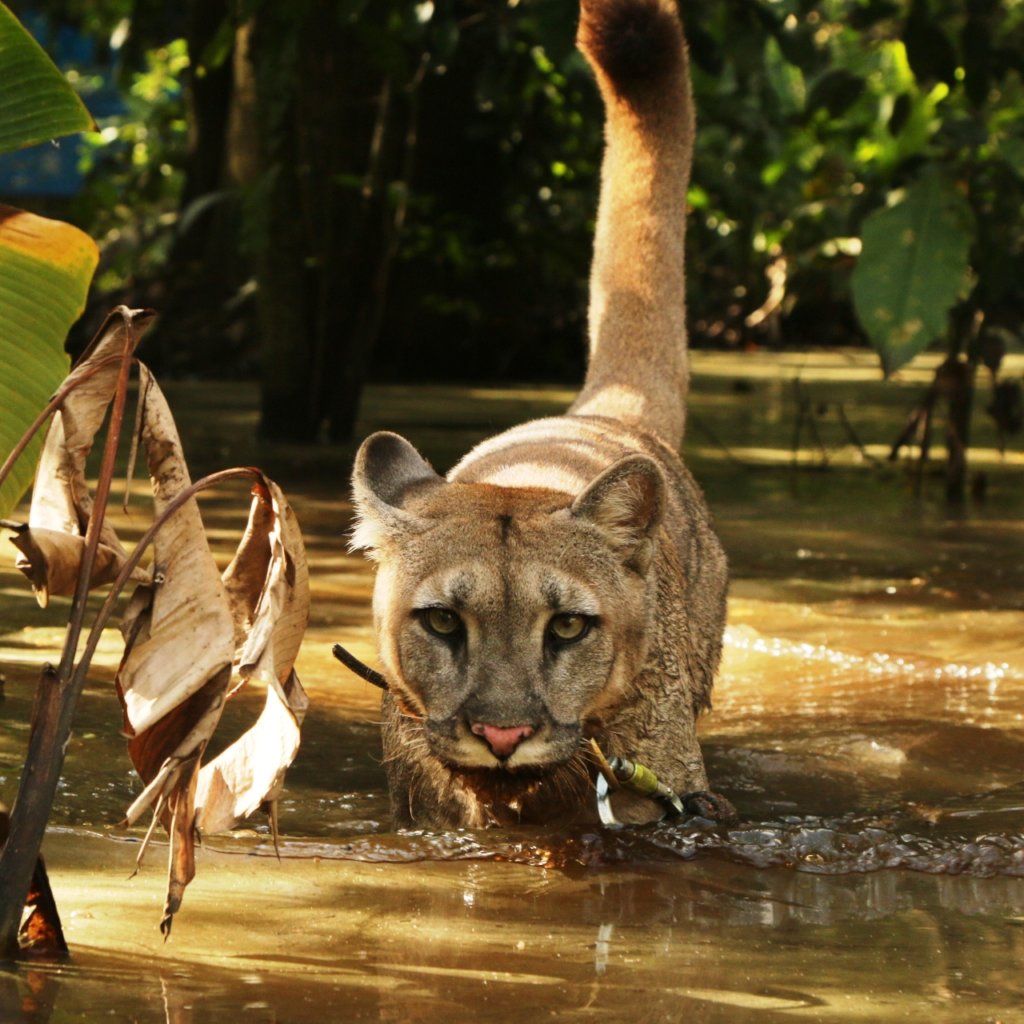 Rescue Orphaned & Injured Animals in the Amazon