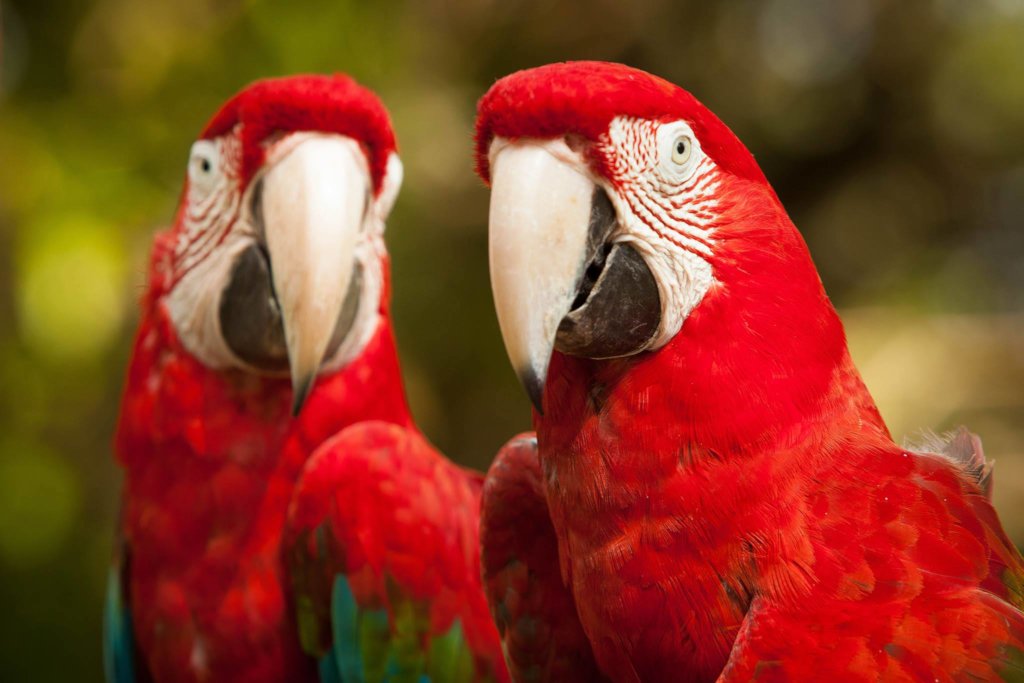 Rescue Orphaned & Injured Animals in the Amazon