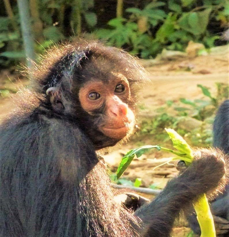 Rescue Orphaned & Injured Animals in the Amazon