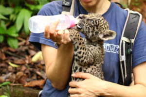 Kusiy as a cub, shortly after rescue.