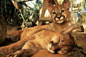 Puma cubs