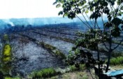 Reforest 20 hectares in the Amazon