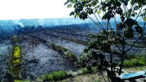Reforest 20 hectares in the Amazon
