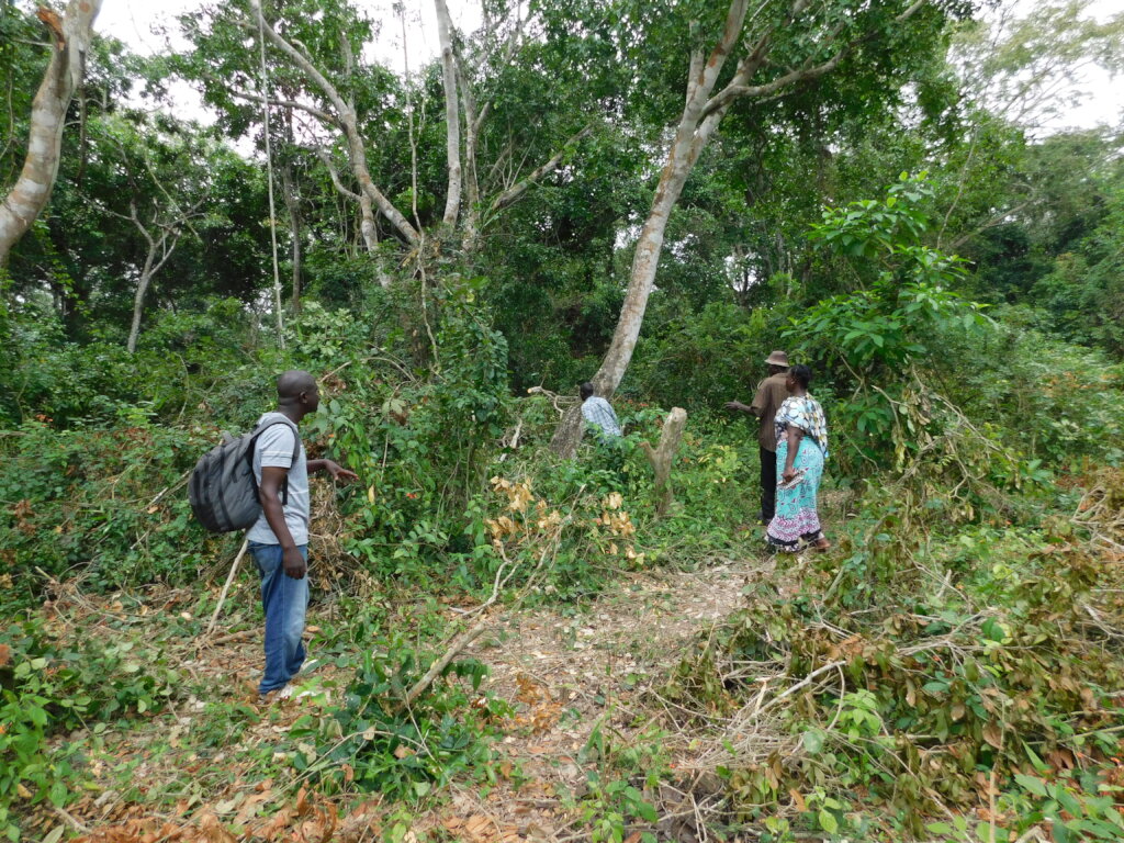 Sections of the Kaya forest that have been cleared