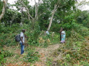 Sections of the Kaya forest that have been cleared