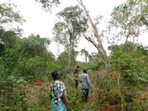 Wanton destruction of the forest