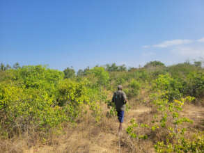 Assisted forest regeneration sites