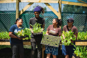 Easy Peasy growers were busy during lockdown