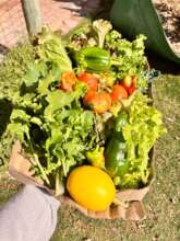 Our garden feeds the hungry.