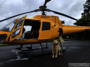 Rescue dog Hulk responds after Kuma River flooding