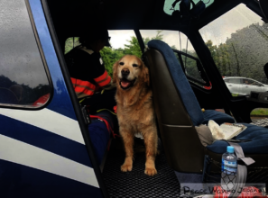 Rescue dog Luke responds after Kuma River flooding