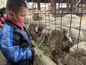 Child Feeding Sheep in Petting Zoo