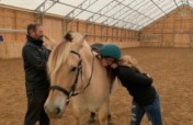 Equine Therapy for Autism Horse SenseAbility