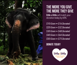 Support World Elephant Day Campaign Monday Aug.12