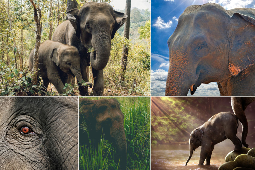 Gentle Giant Summit for Stakeholders in Kerala