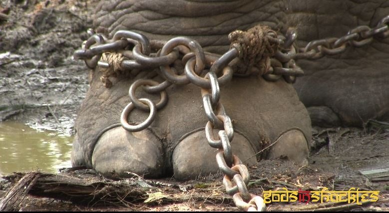 Gentle Giant Summit for Stakeholders in Kerala