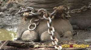The poor welfare conditions of captive elephants