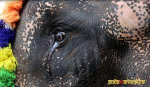 Bull elephants are emasculated for profit