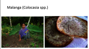 Another nutritious garden product in Guatemala
