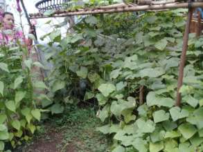 Home garden