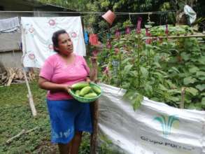 Cucumber harvest