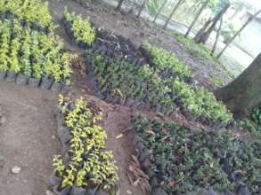 Cedar and mahogany trees in the nursery