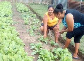 Learning about our home gardens in Honduras