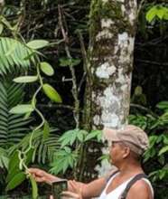 Vanilla growing in La Chinantla