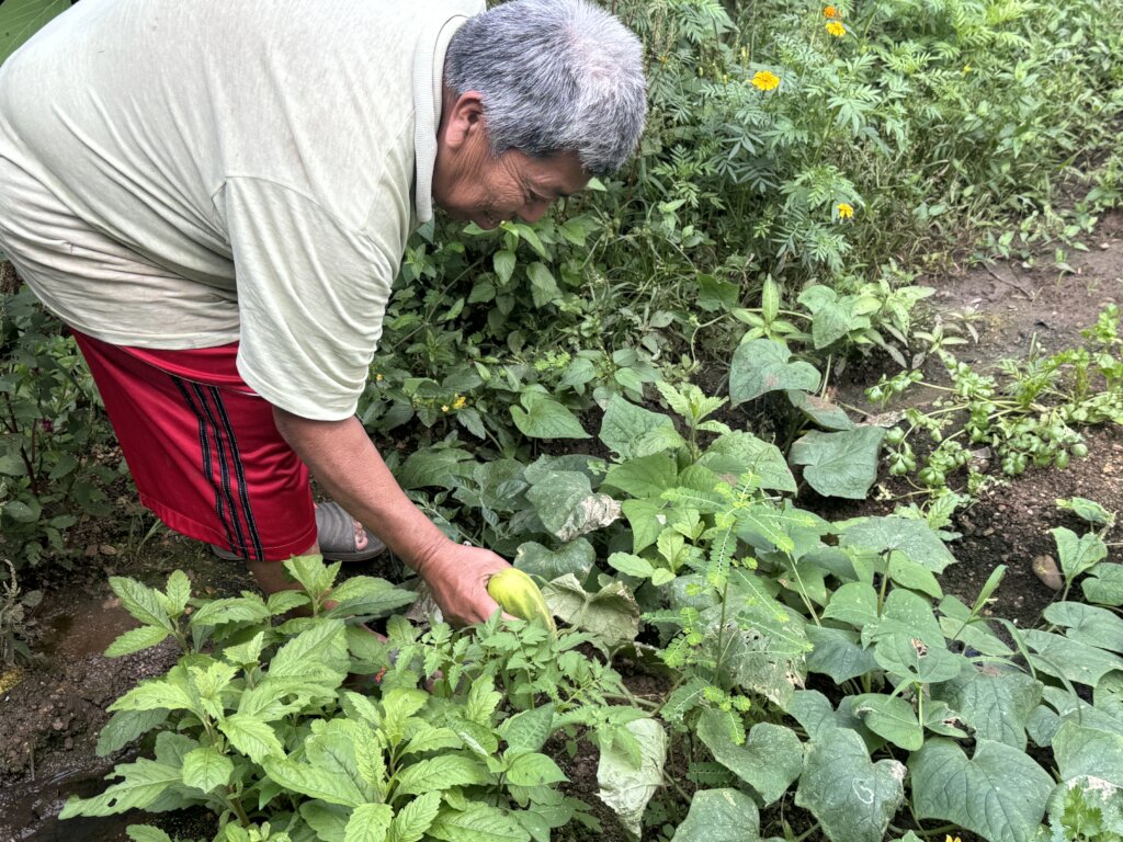 Home Gardens for 200 Families, Oaxaca, Mexico