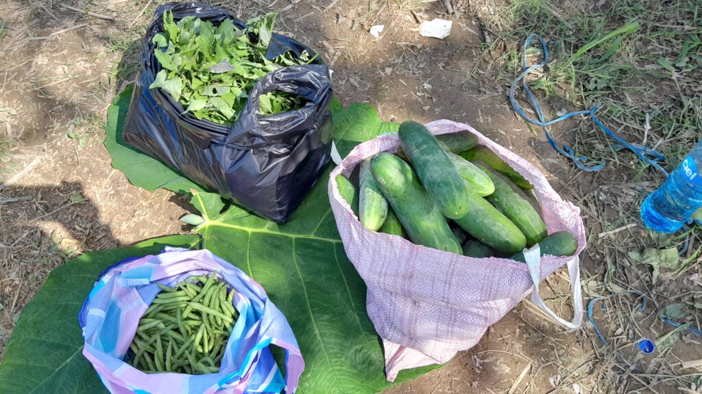 Home Gardens for 200 Families, Oaxaca, Mexico