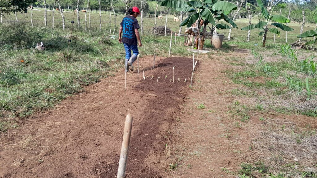 Home Gardens for 200 Families, Oaxaca, Mexico